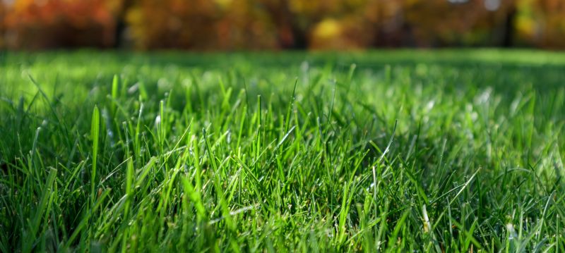 Healthy Lawn Growth