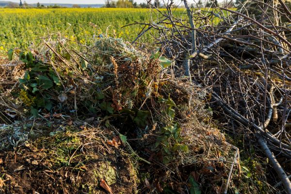 Cost of Brush Disposal in Escondido