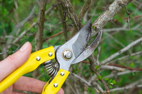 Limbs Removal Service