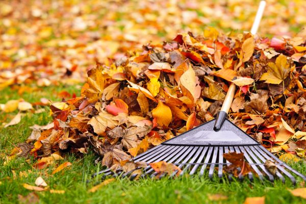 Yard Leaf Removal in Escondido