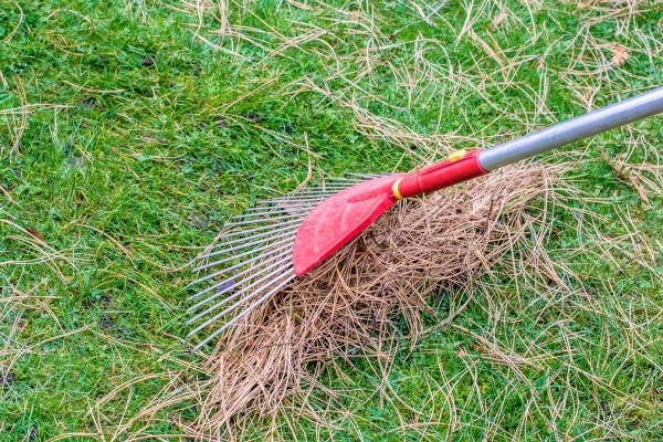 Yard Raking in Escondido