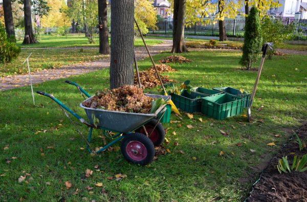 Leaf Clearing Service in Escondido