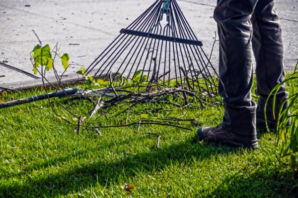 Yard Debris Cleanup in Escondido