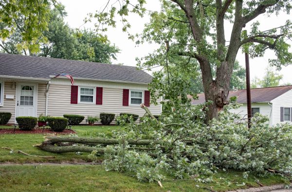 Fallen Branch Removal Service